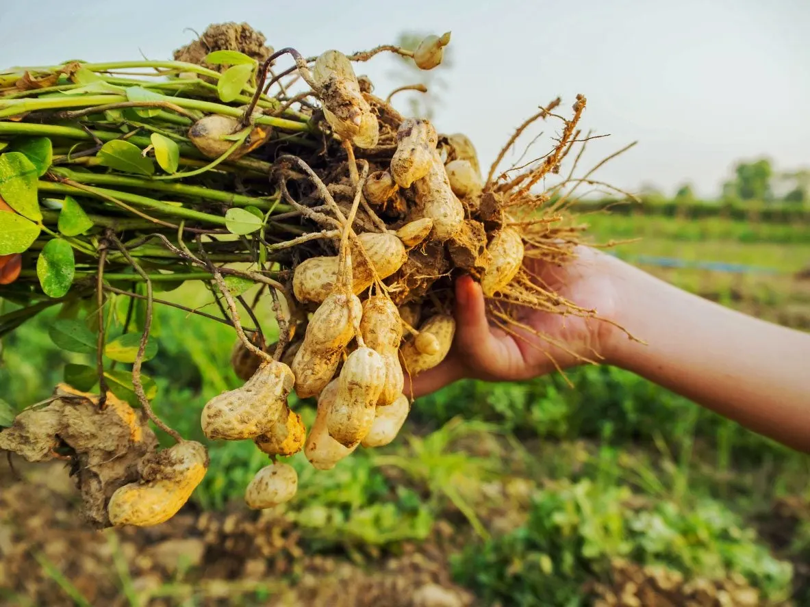 Fresh Groundnuts