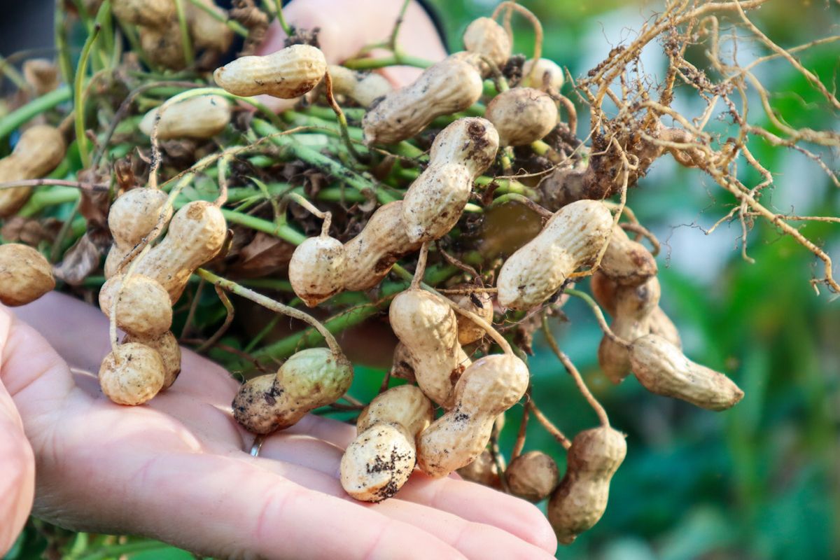 Ruby 400 Groundnuts fresh harvest